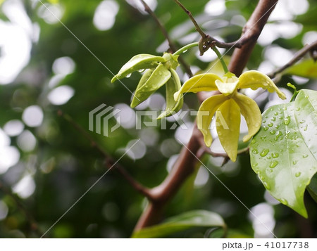 tropical, THAI, green yellow aroma flower tropical, THAI, green yellow aroma flower 41017738