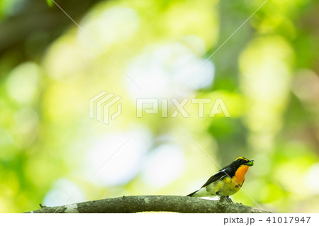 虫を咥えたキビタキ 41017947