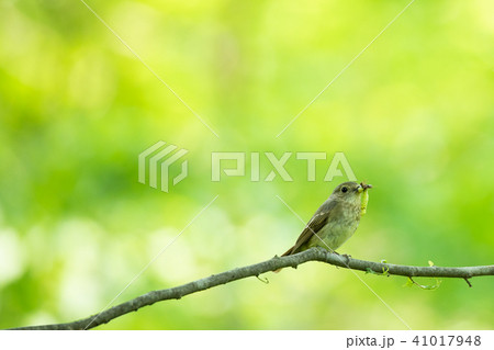 虫を咥えたキビタキ 41017948