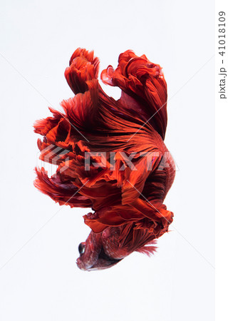 Red siamese fighting fish Red siamese fighting fish 41018109