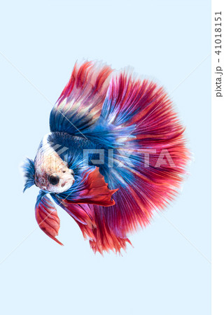 Blue red siamese fighting fish Blue red siamese fighting fish 41018151