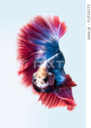 Blue red siamese fighting fish 41018153