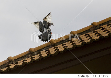 pigeon bird approaching for perching on home roof 41018195