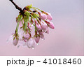 桜 41018460