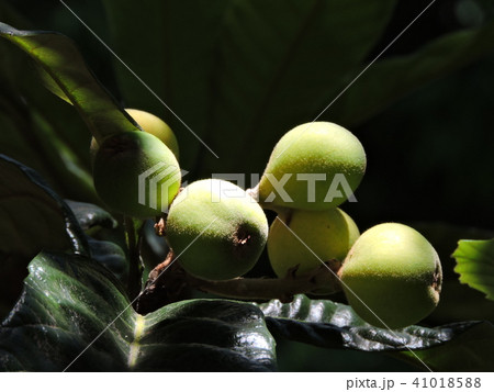木漏れ日の当たるビワの実 41018588