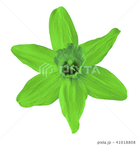 Flower green narcissus  isolated on white  41018808