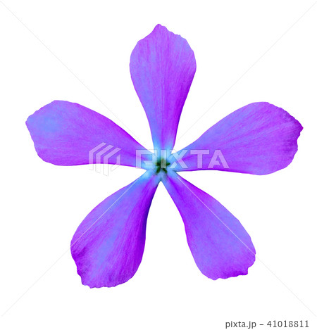 Flower lilac isolated on white background Flower lilac isolated on white background 41018811