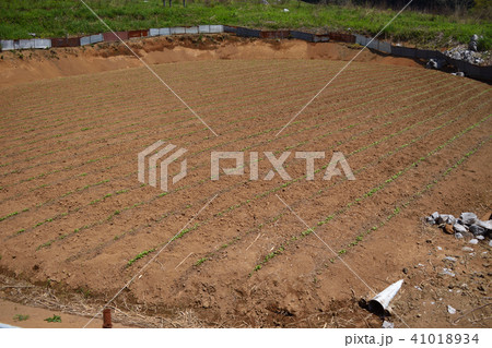 秋吉台　ドリーネ耕作 41018934