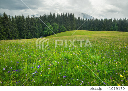 Natural summer landscape 41019170