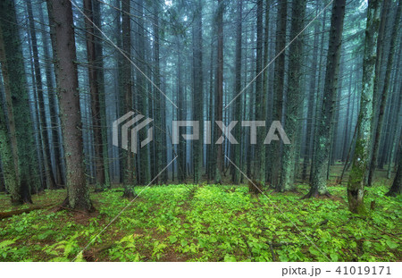 Natural summer landscape 41019171