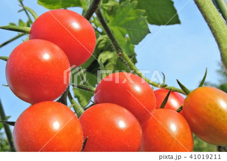 家庭菜園 ミニトマト 家庭菜園 ミニトマト 41019211