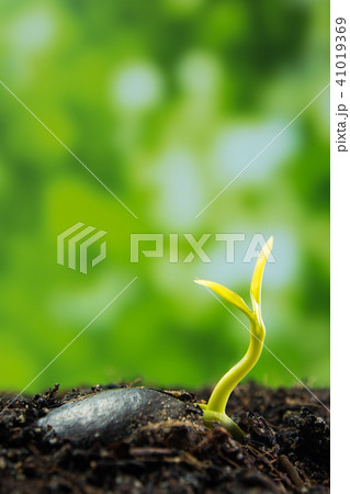 Bud leaves of young plant seedling in forest Bud leaves of young plant seedling in forest 41019369