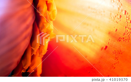 Silver bluggoe banana blossom 41019370