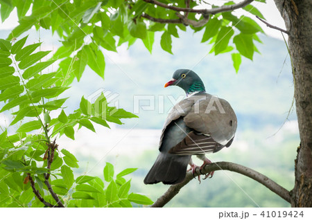 Wood pigeon perched on tree branch Wood pigeon perched on tree branch 41019424