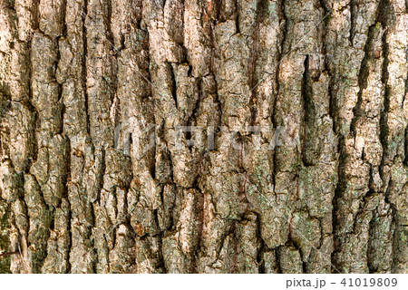 Oak bark texture Oak bark texture 41019809