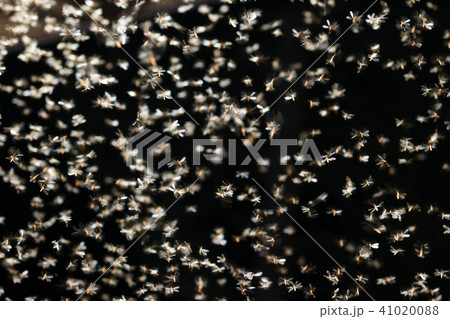 Moths flying around the light bulbs. Moths flying around the light bulbs. 41020088