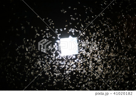 Moths flying around light bulb in the wooden house Moths flying around light bulb in the wooden house 41020182