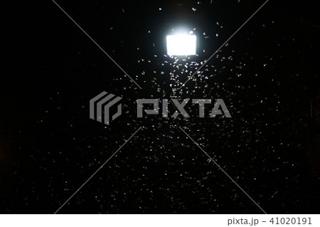 Moths flying around light bulb in the wooden house Moths flying around light bulb in the wooden house 41020191