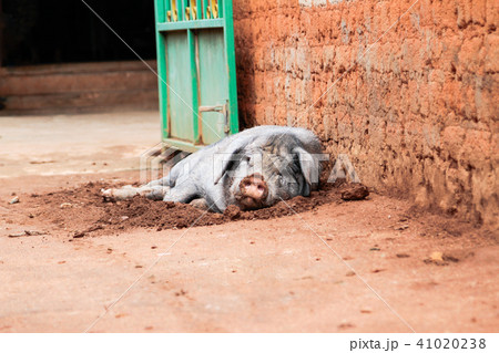 Lazy pig sleep all day Lazy pig sleep all day 41020238