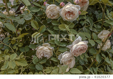 Cream roses with large fragrant heads 41020377