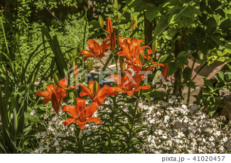 Orange lilies with dark spots on the petals 41020457