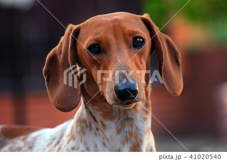 Dachshund Dog Summer Garden Dachshund Dog Summer Garden 41020540