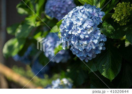 アジサイ 紫陽花 あじさい アジサイ科 アジサイ属 花 初夏 梅雨 6月 風物詩 植物 自然 アジサイ 紫陽花 あじさい アジサイ科 アジサイ属 花 初夏 梅雨 6月 風物詩 植物 自然 41020644
