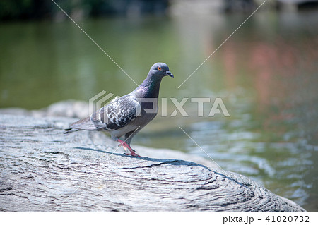 はと ハト 鳩 平和の象徴 鳥 野鳥の写真素材