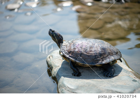 カメ 亀 池 水 甲羅の写真素材