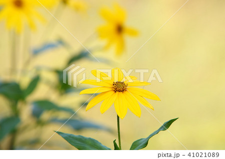 キクイモ 秋の花 キクイモ 秋の花 41021089