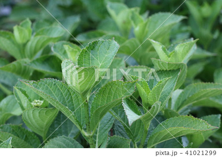 紫陽花の葉 紫陽花の葉 41021299