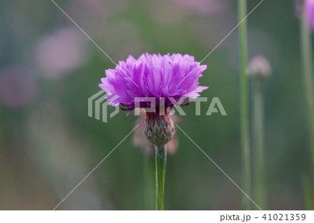 ヤグルマギク 41021359