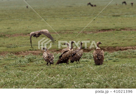 セレンゲティ国立公園 セレンゲティ国立公園 41021396