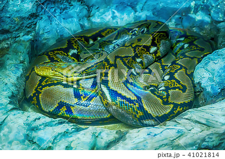 Reticulated python Reticulated python 41021814