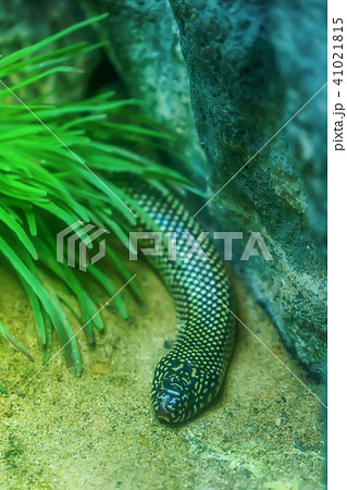 Desert kingsnake 41021815