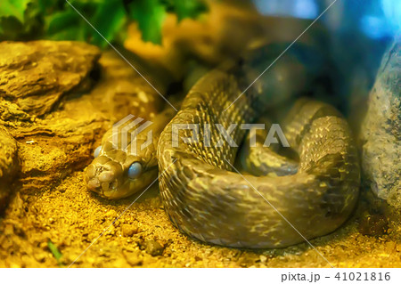 Dog-toothed cat snake Dog-toothed cat snake 41021816