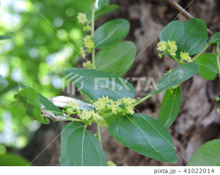 初夏に咲くナツメの花 初夏に咲くナツメの花 41022014
