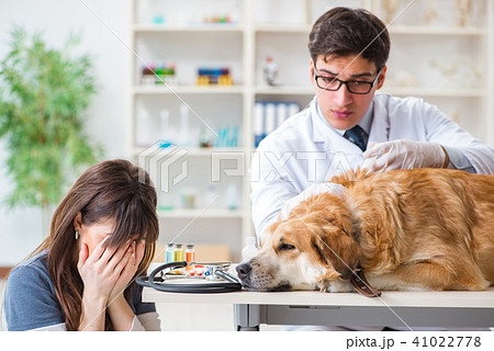 Doctor and assistant checking up golden retriever dog in vet cli 41022778