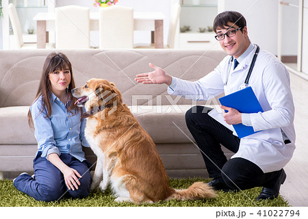 Vet doctor visiting golden retriever dog at home 41022794