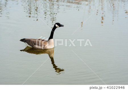 Single Canada Goose on pond. Single Canada Goose on pond. 41022946