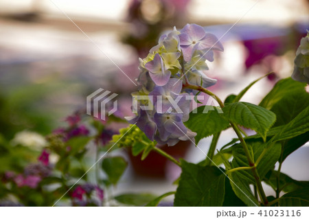 紫陽花 41023116