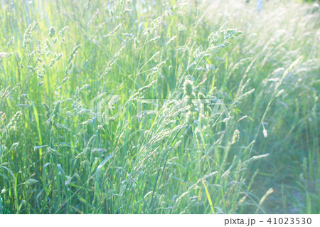 初夏の草むら 41023530