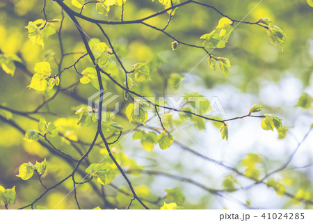 Green buds on branches in spring. Nature and bloom 41024285