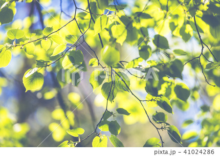 Green buds on branches in spring. Nature and bloom Green buds on branches in spring. Nature and bloom 41024286