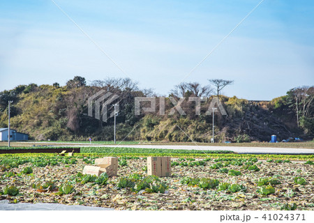 【三浦　キャベツ畑】 41024371