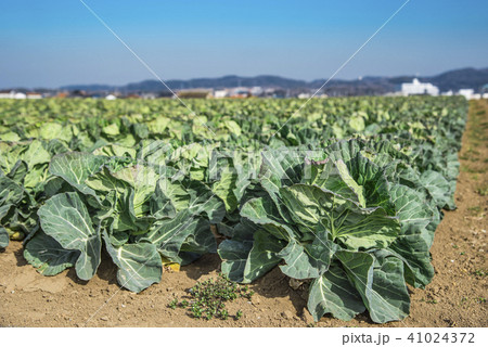 【三浦　キャベツ畑】 41024372