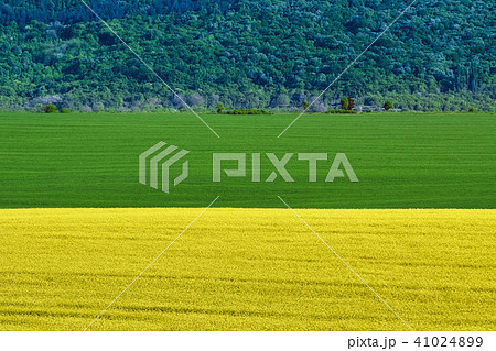 Barley and Rapeseed Field Barley and Rapeseed Field 41024899