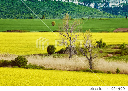 Bare Trees in the Field 41024900
