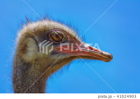 Portrait of Ostrich 41024903