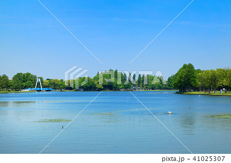 水元公園の若葉と新緑と水面に映える景観 41025307